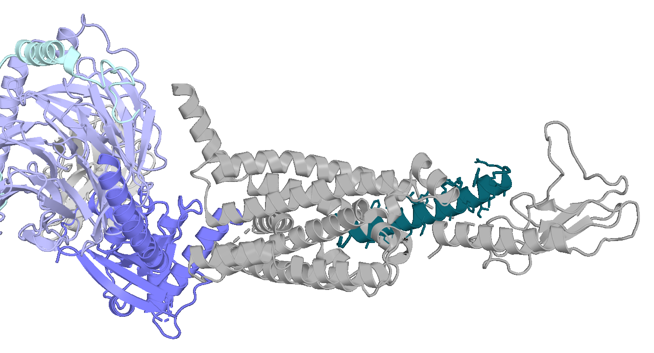 Cryo-EM PDB 7KI0: activated GLP-1 receptor with semaglutide bound, coupled to its Gs protein