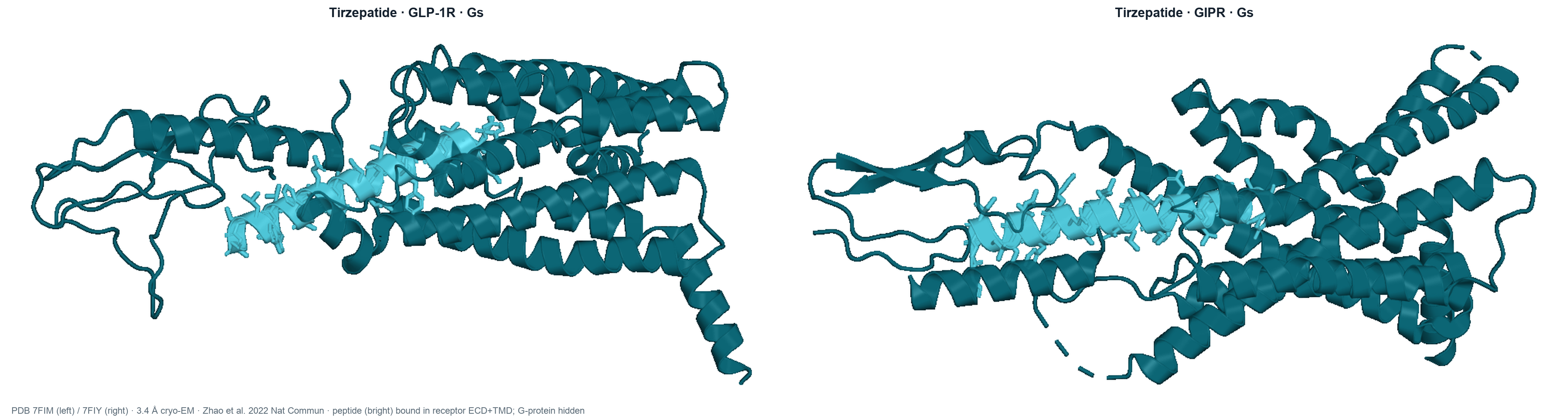 Tirzepatide bound to GLP-1R (PDB 7FIM) and GIPR (PDB 7FIY): one 39-amino-acid peptide engaging two Class B/2 GPCRs
